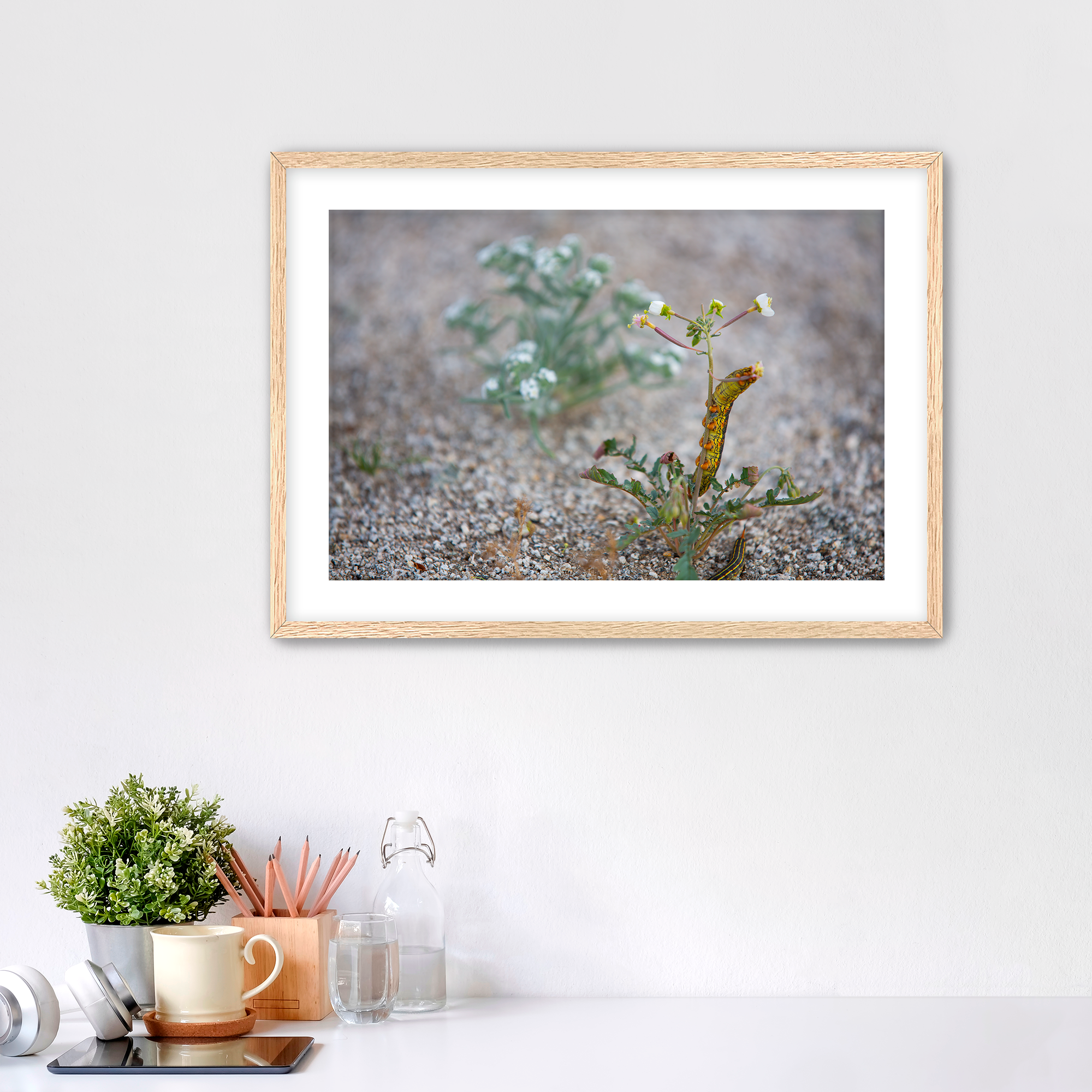 Sphinx Moth Caterpillar 3x2 Oak Frame Mockup.png