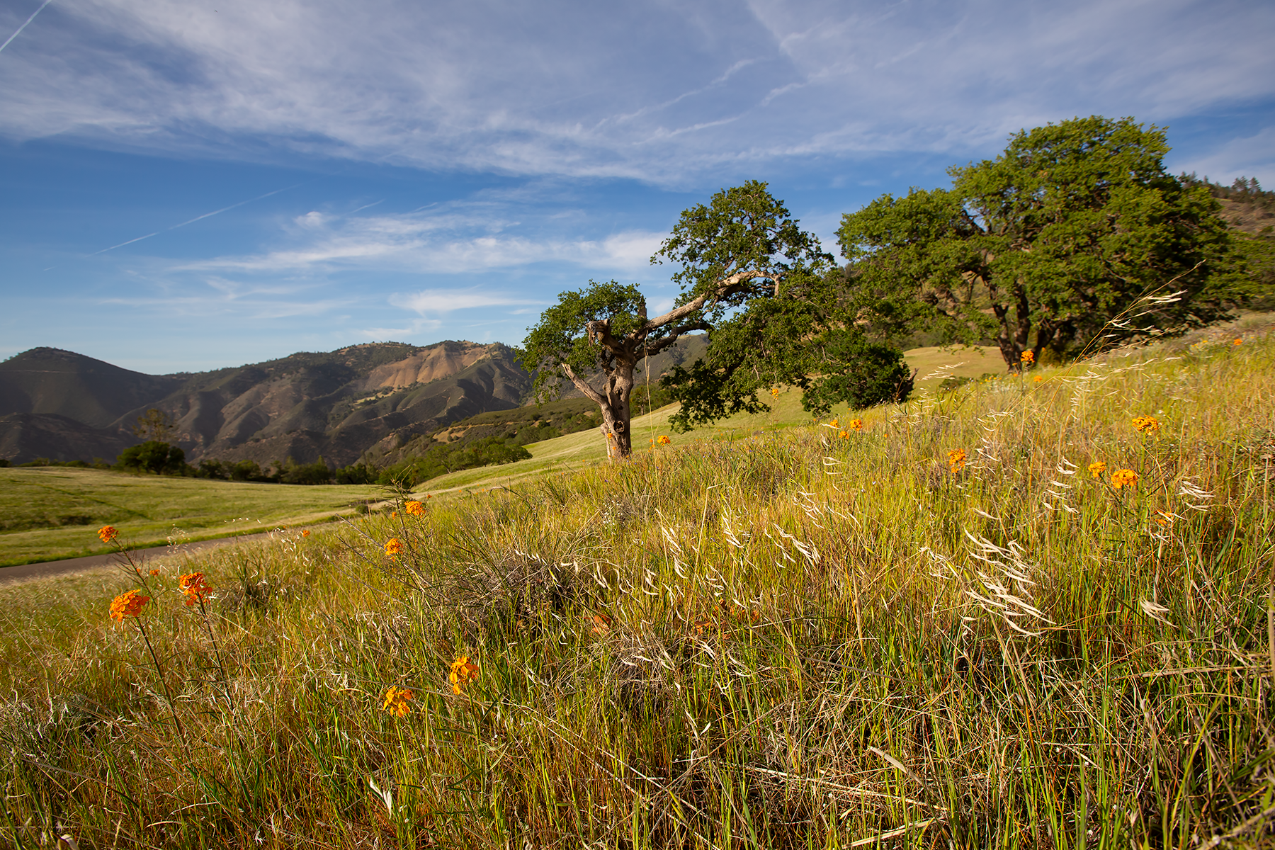 Mountain Meadow Small.png