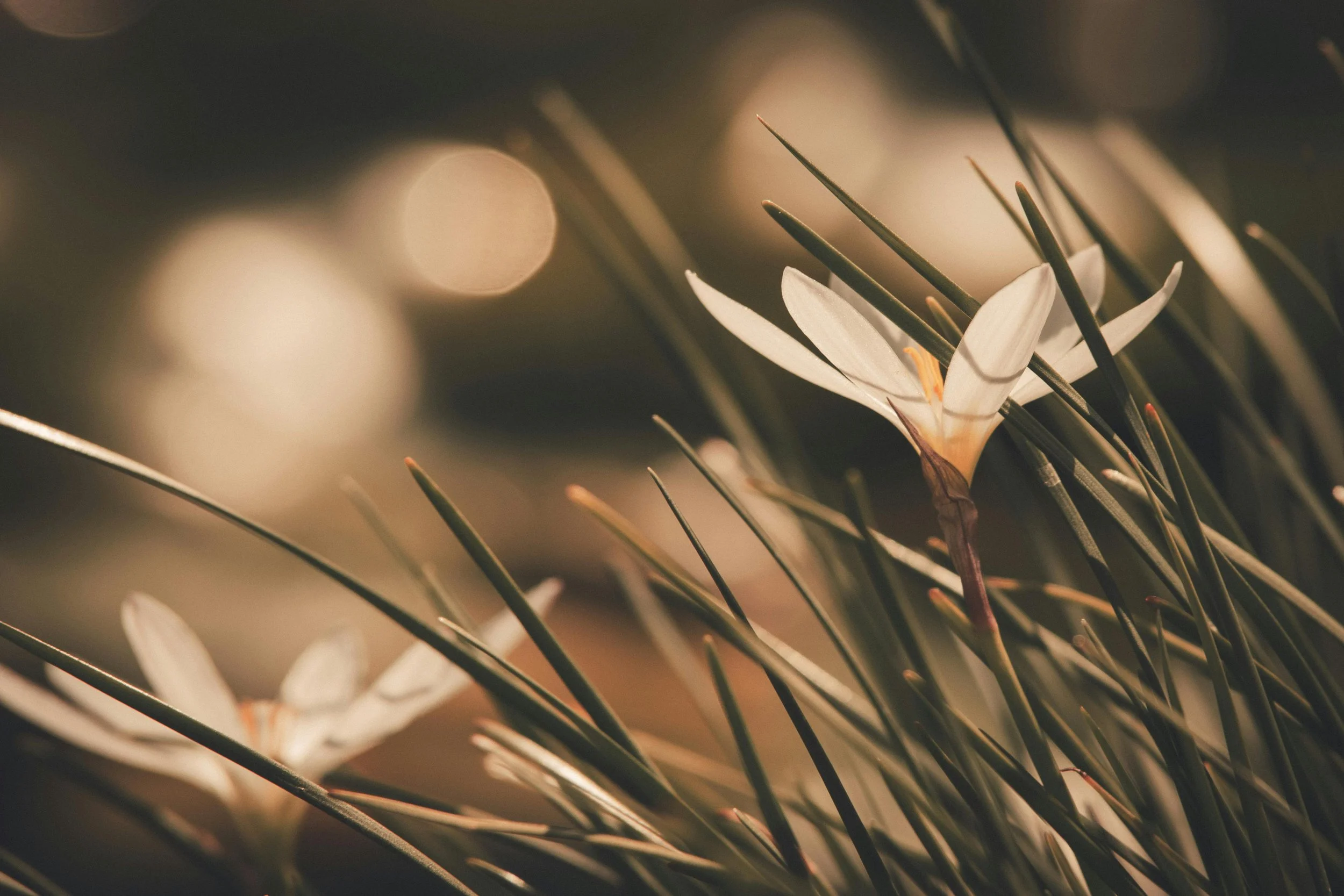 Post-Hospice Grief: What To Expect