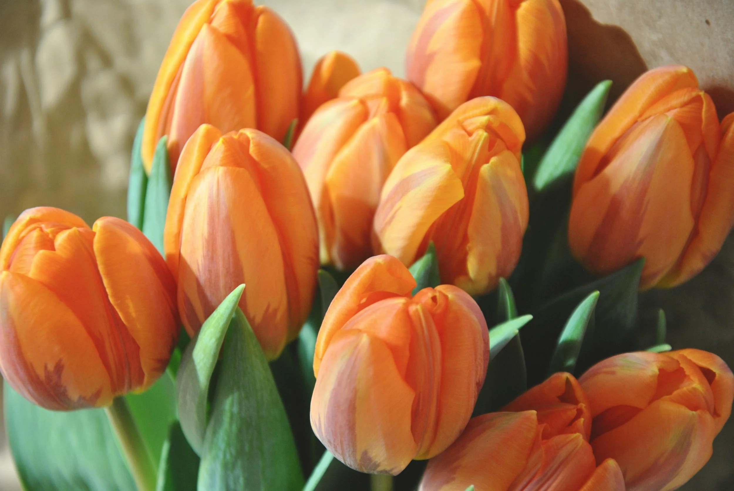 Orange Tulips.