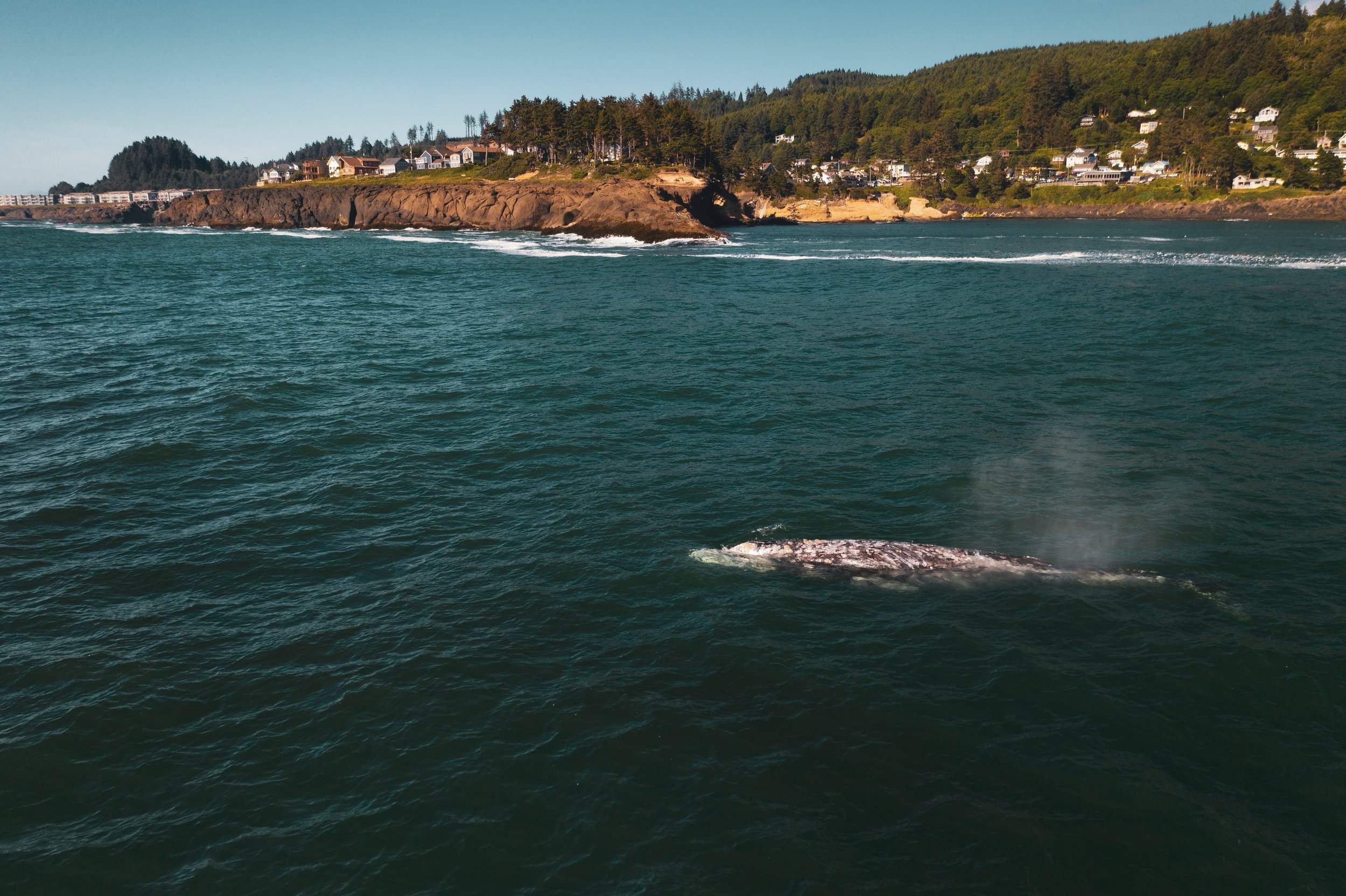 February Whale Watching for Hospice Patients