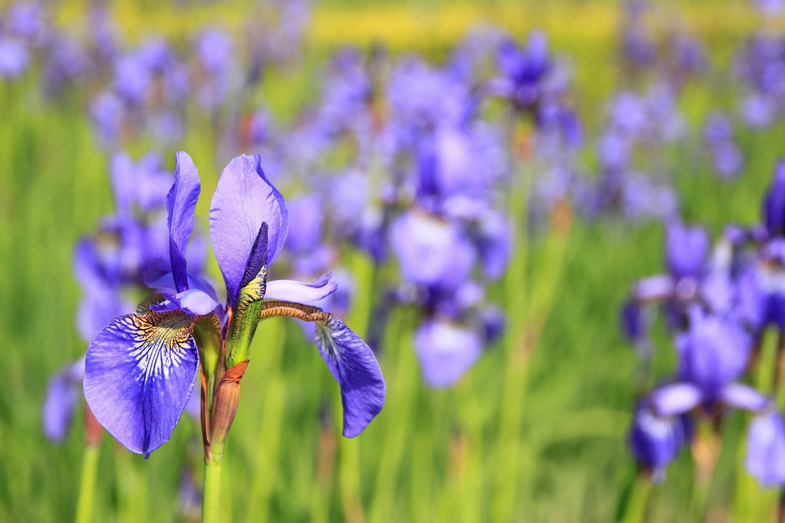 Wild iris blooming in a field.