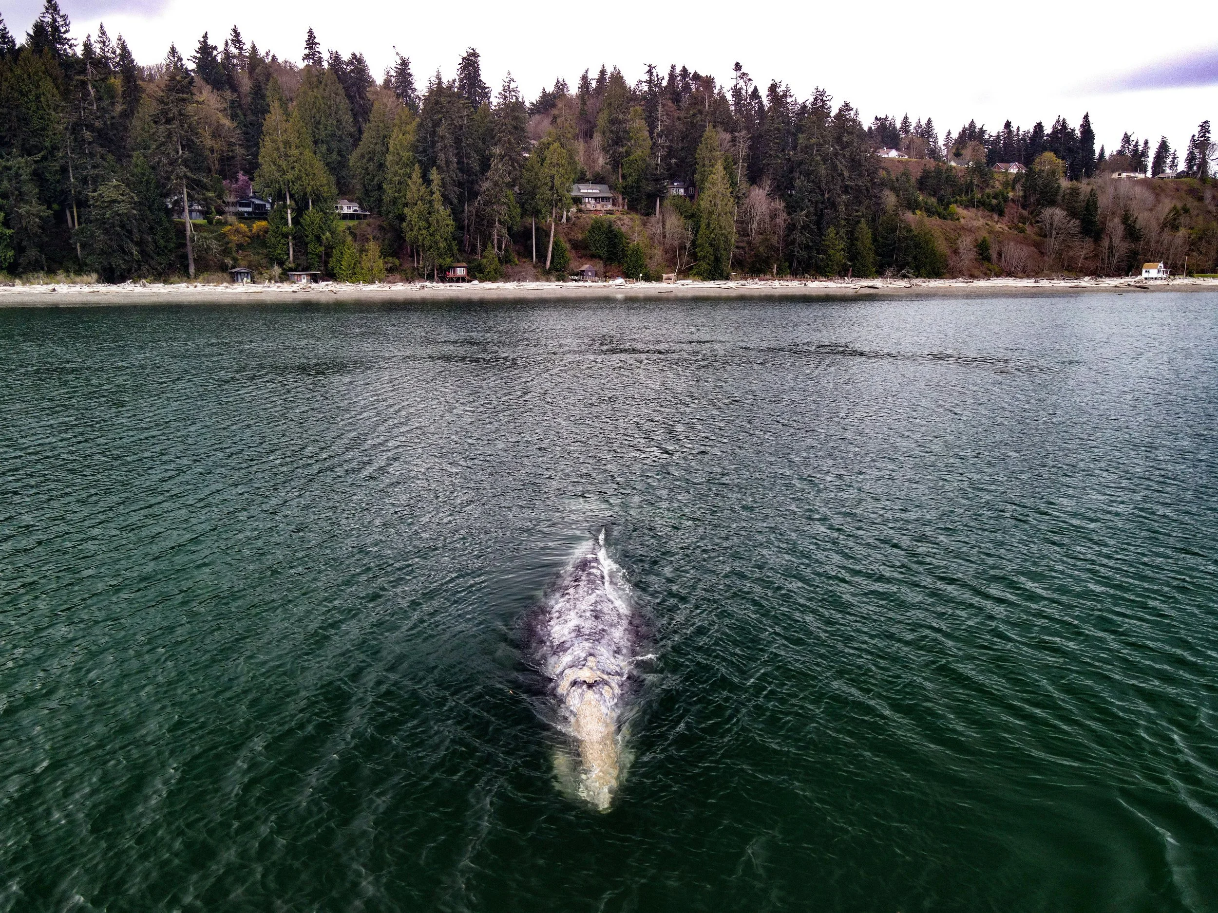 a grey whale very close to a forested shoreline.