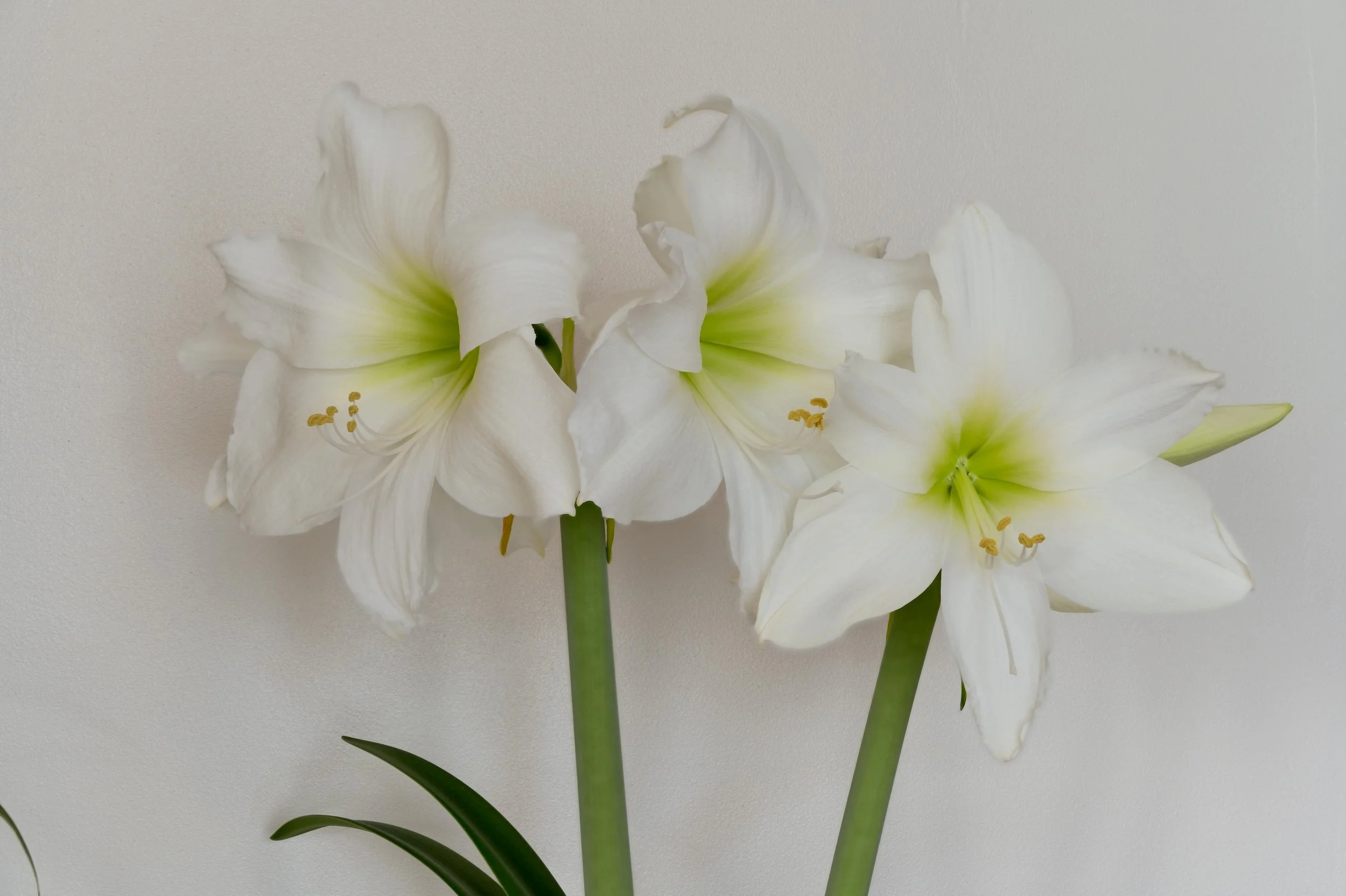 Bringing Spring Bulbs Indoors: A February Project for Hospice Patients