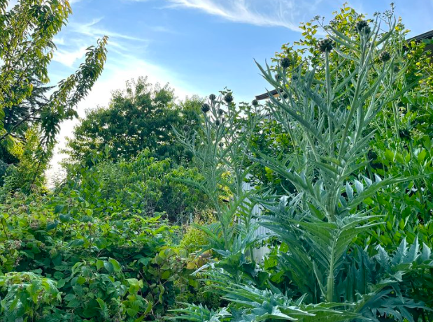 garden.png