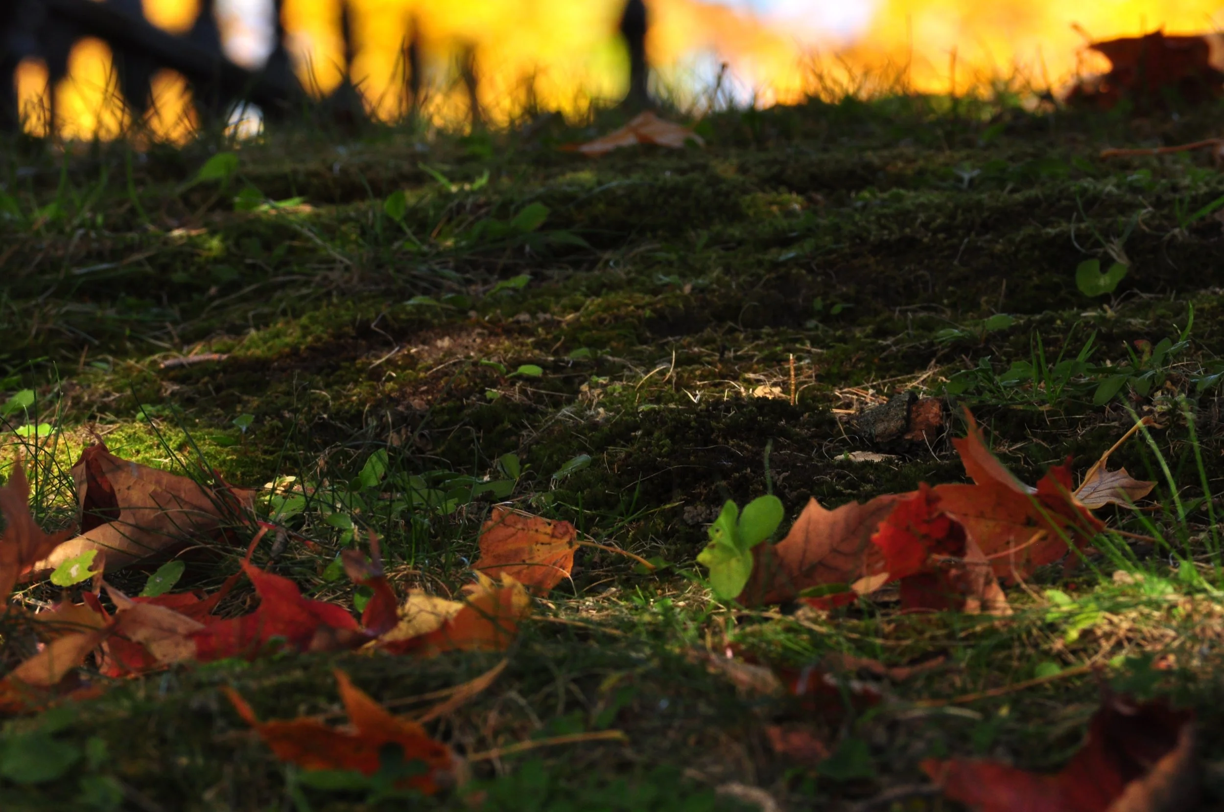 Harvest Festival October 23'