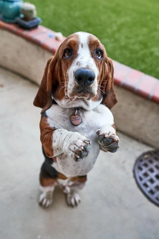 Boris (2).jpg