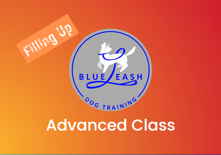 Advanced Obedience Class