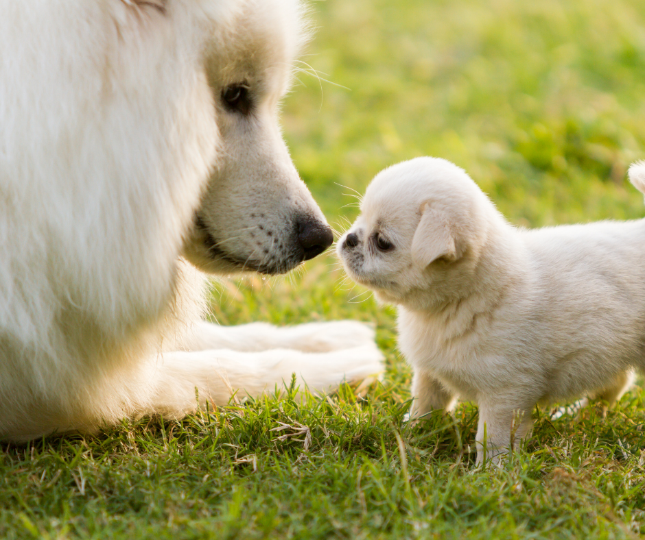 Is potty training a rescue dog harder than potty training a new puppy?