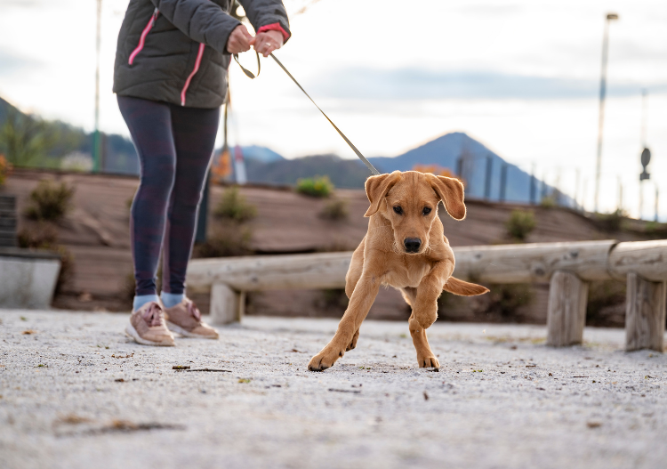 How Understanding Why Dogs Pull on the Leash Helps You Fix It