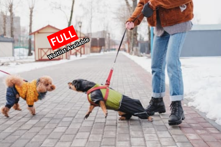 Leash Reactivity Workshop