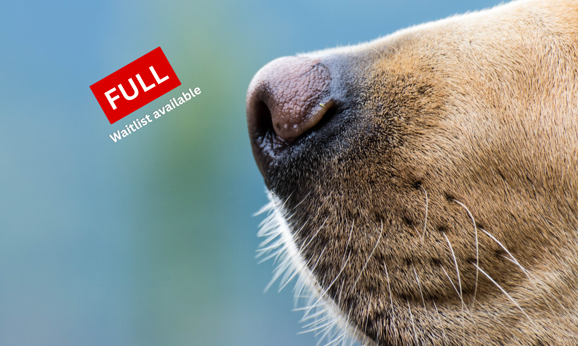 Scent Training Workshop