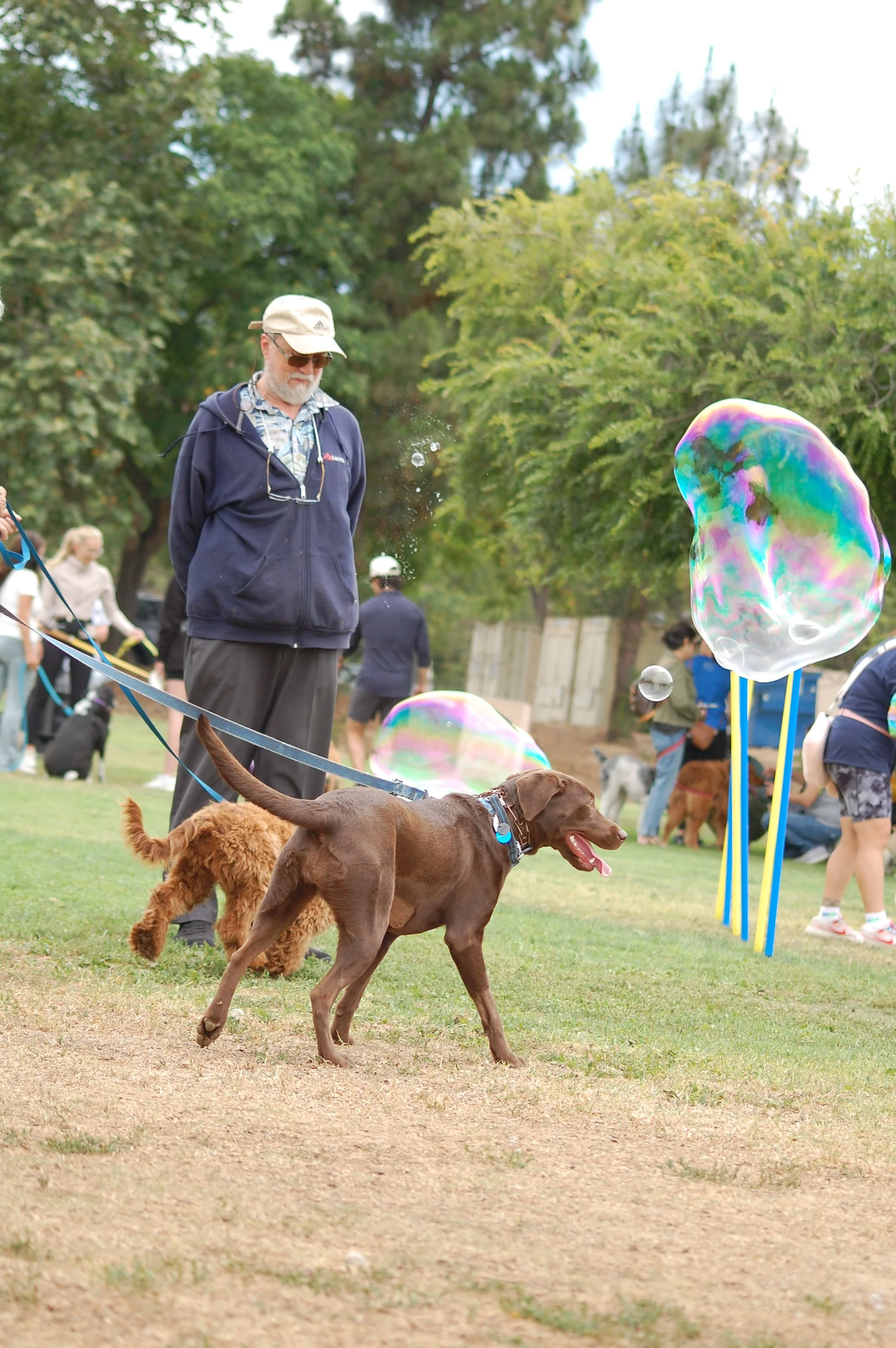 5th Annual Free Summer Dog Party