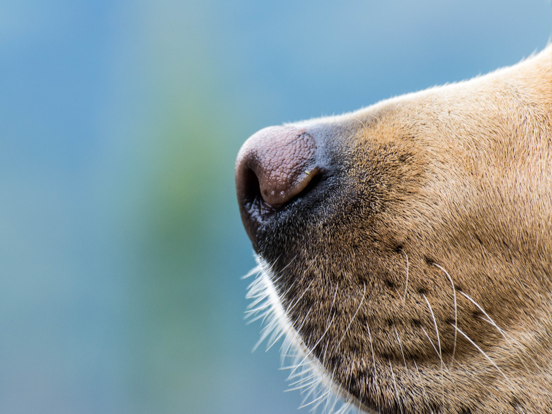Scent Training Workshop