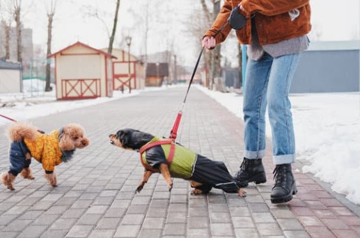Leash Reactivity Workshop