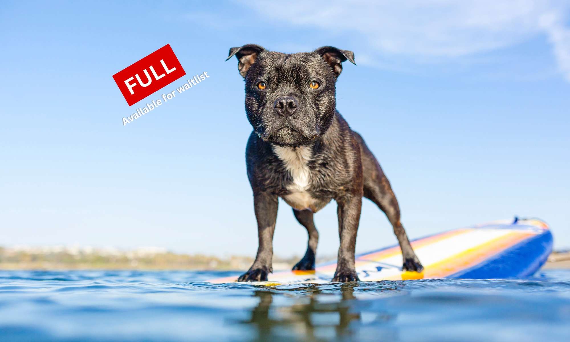Paddleboarding Workshop