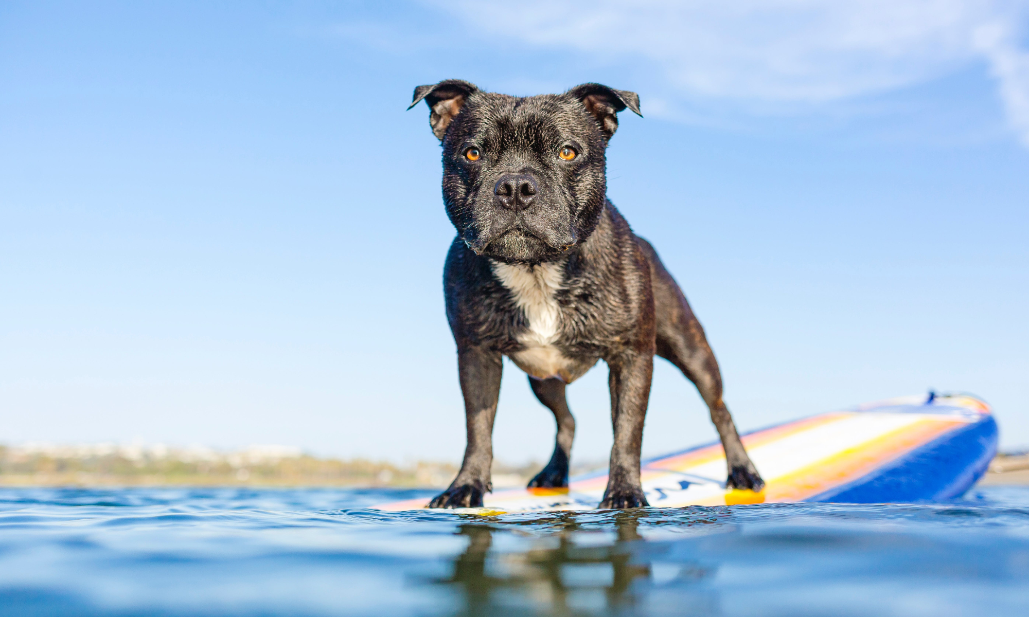 Paddleboarding Workshop
