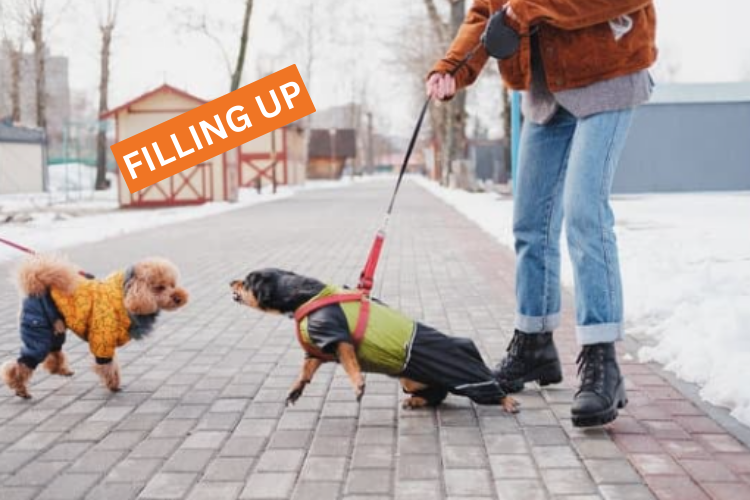 Leash Reactivity Workshop