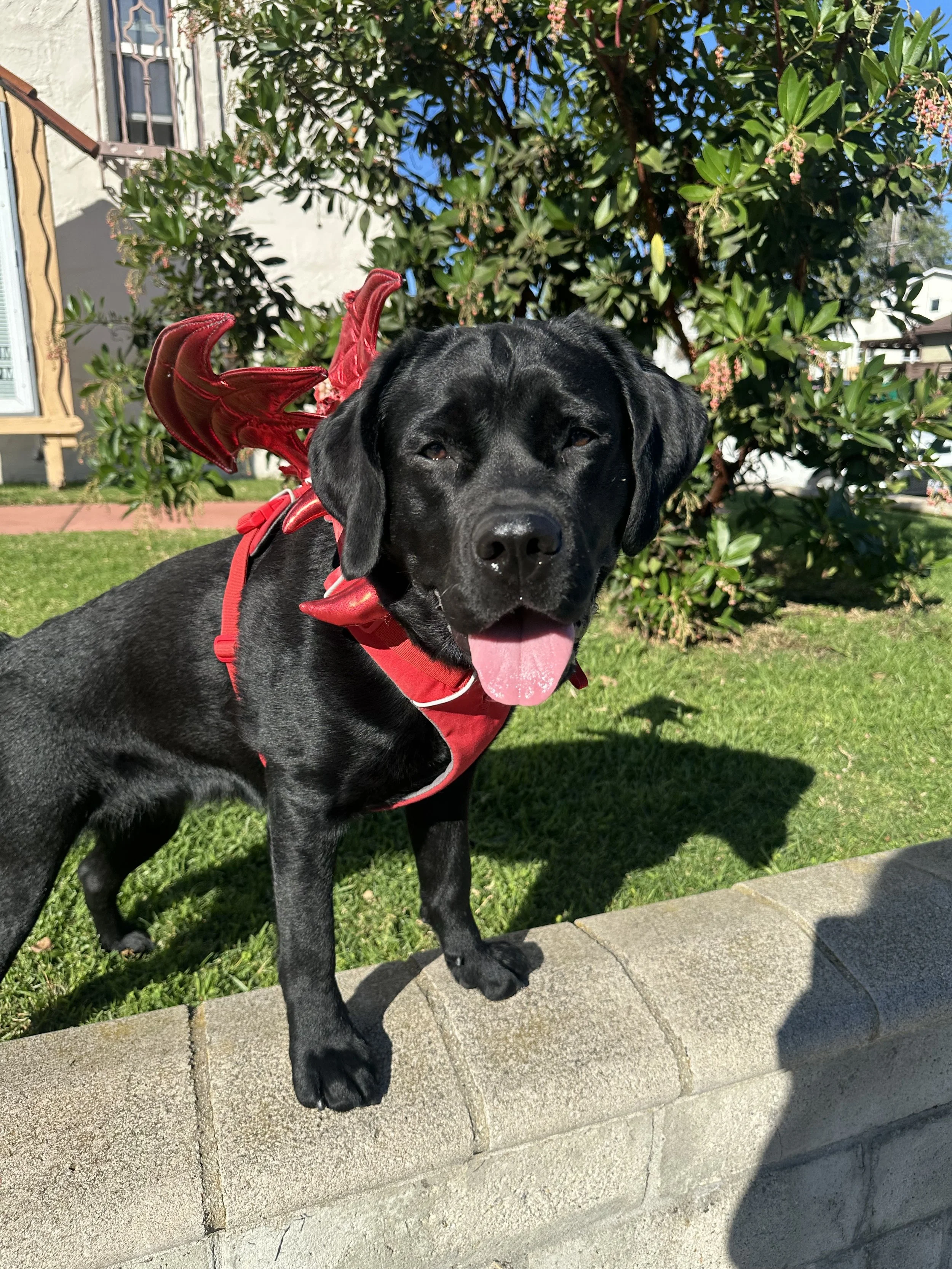 Ruby (16).jpeg
