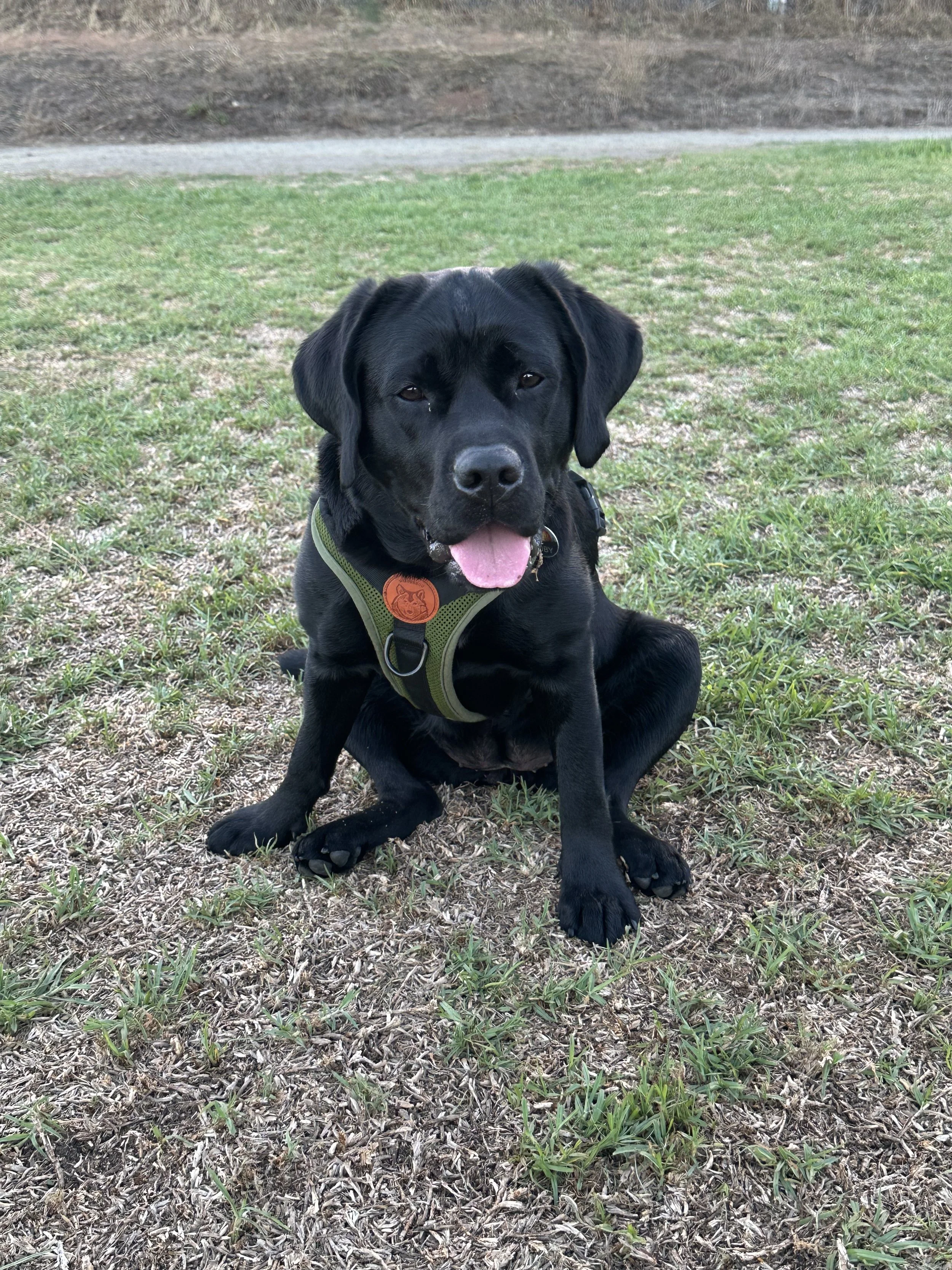 Ruby (11).jpeg
