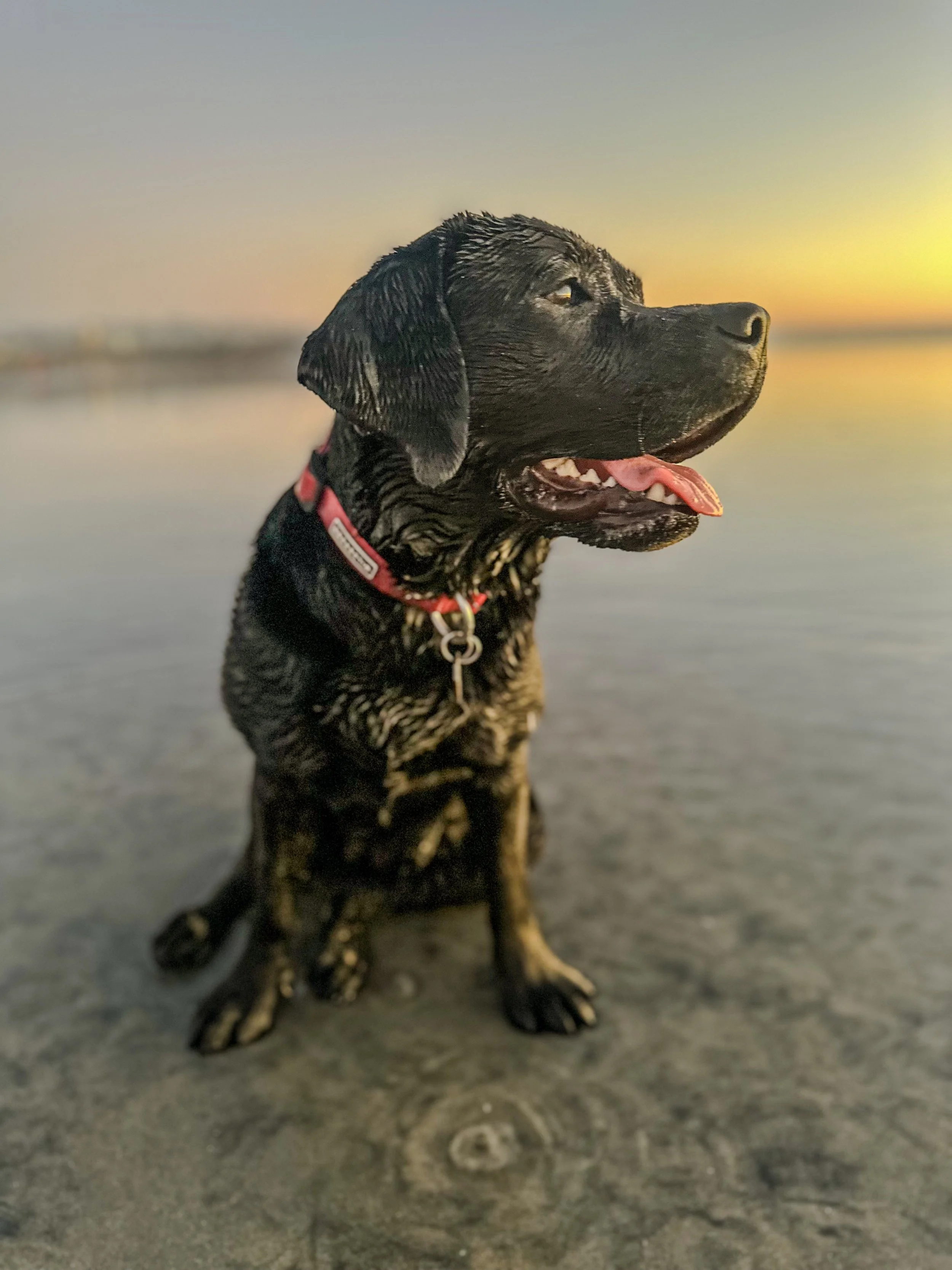 Ruby (18).jpeg