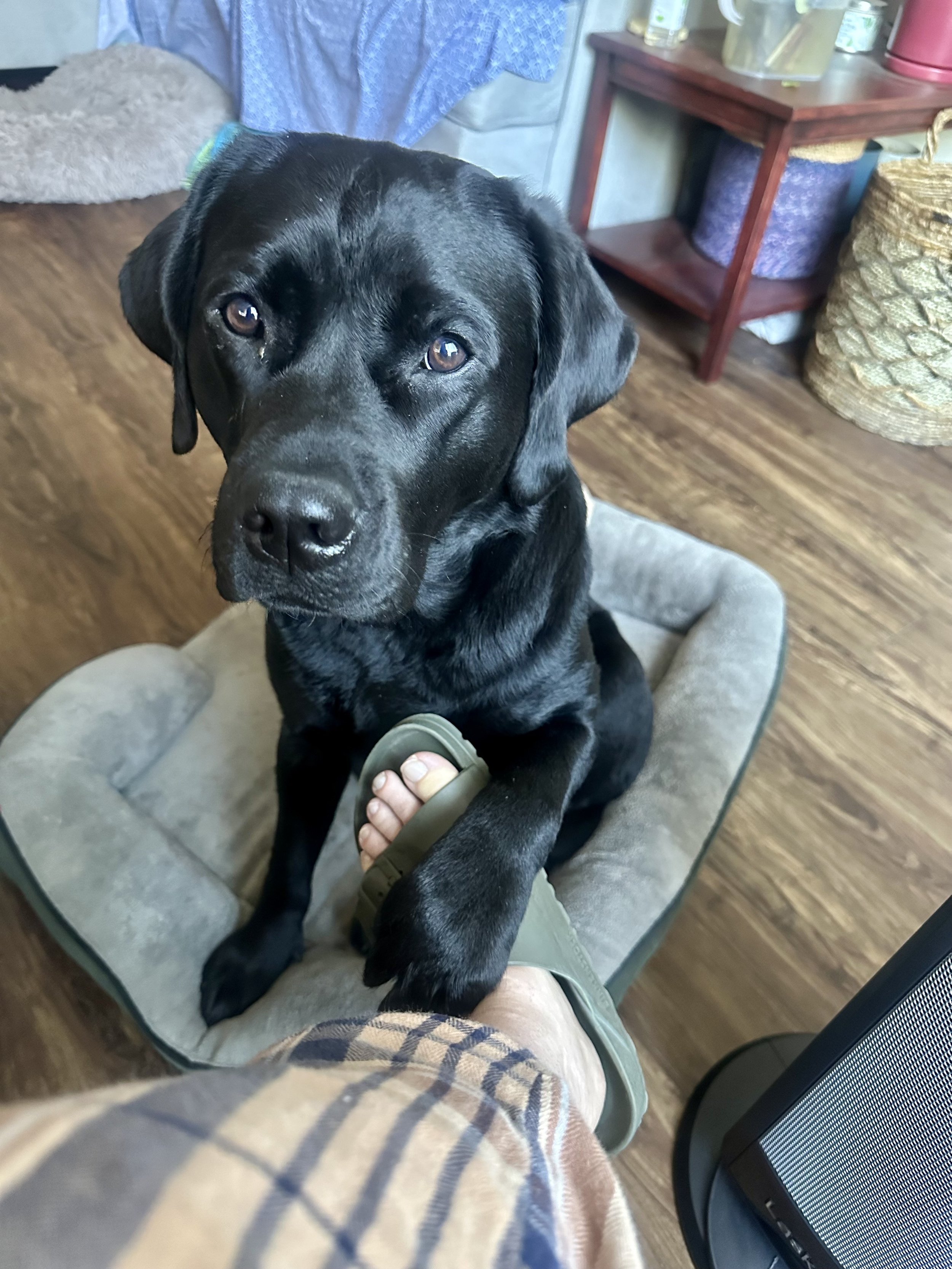 Ruby (15).jpeg