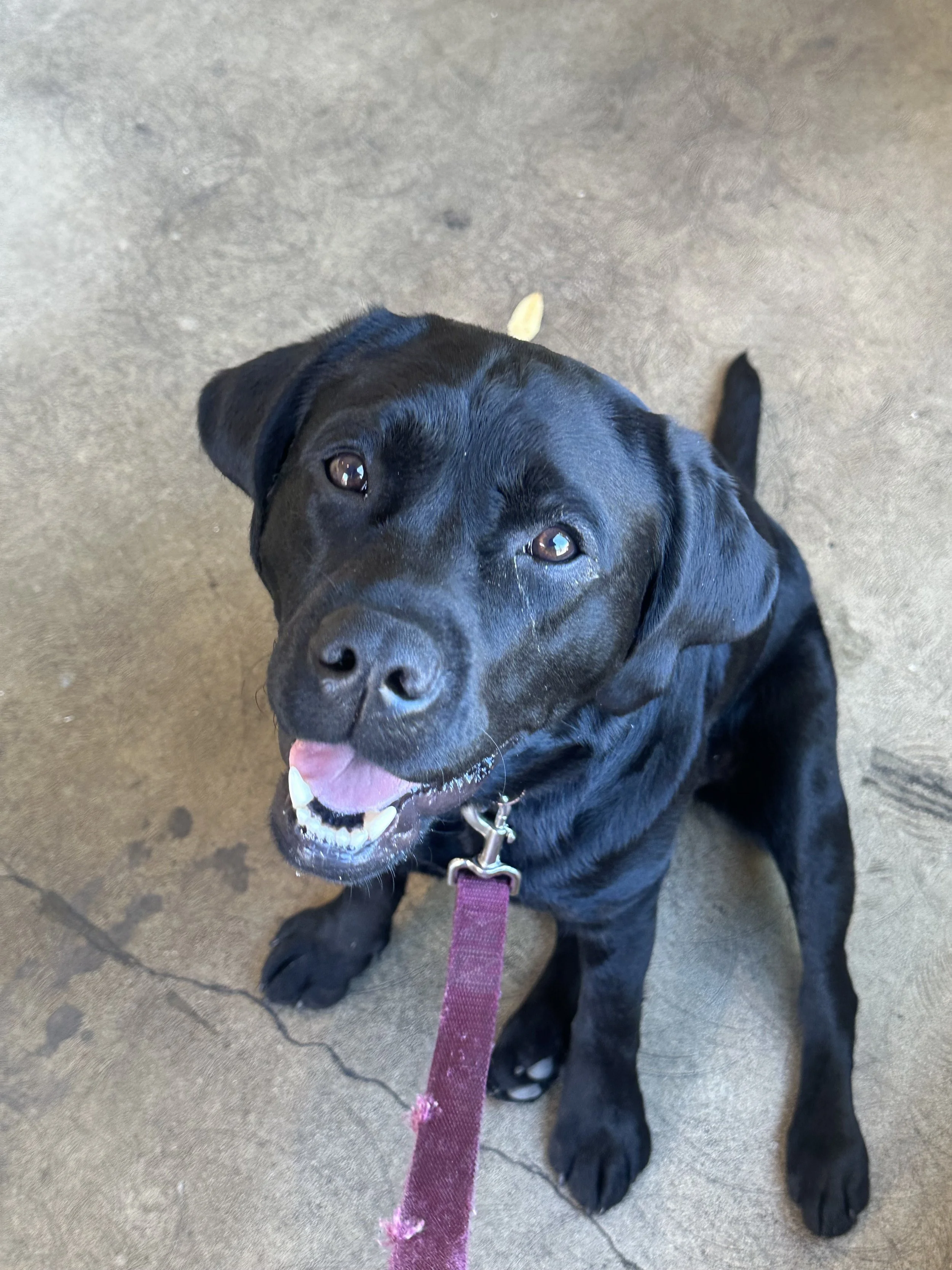 Ruby (9).jpeg
