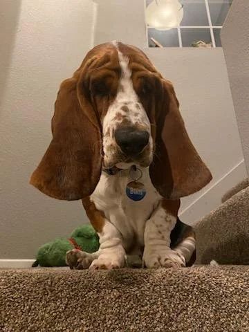 Boris (1).jpg