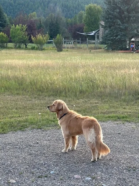 Georgie (8).jpg
