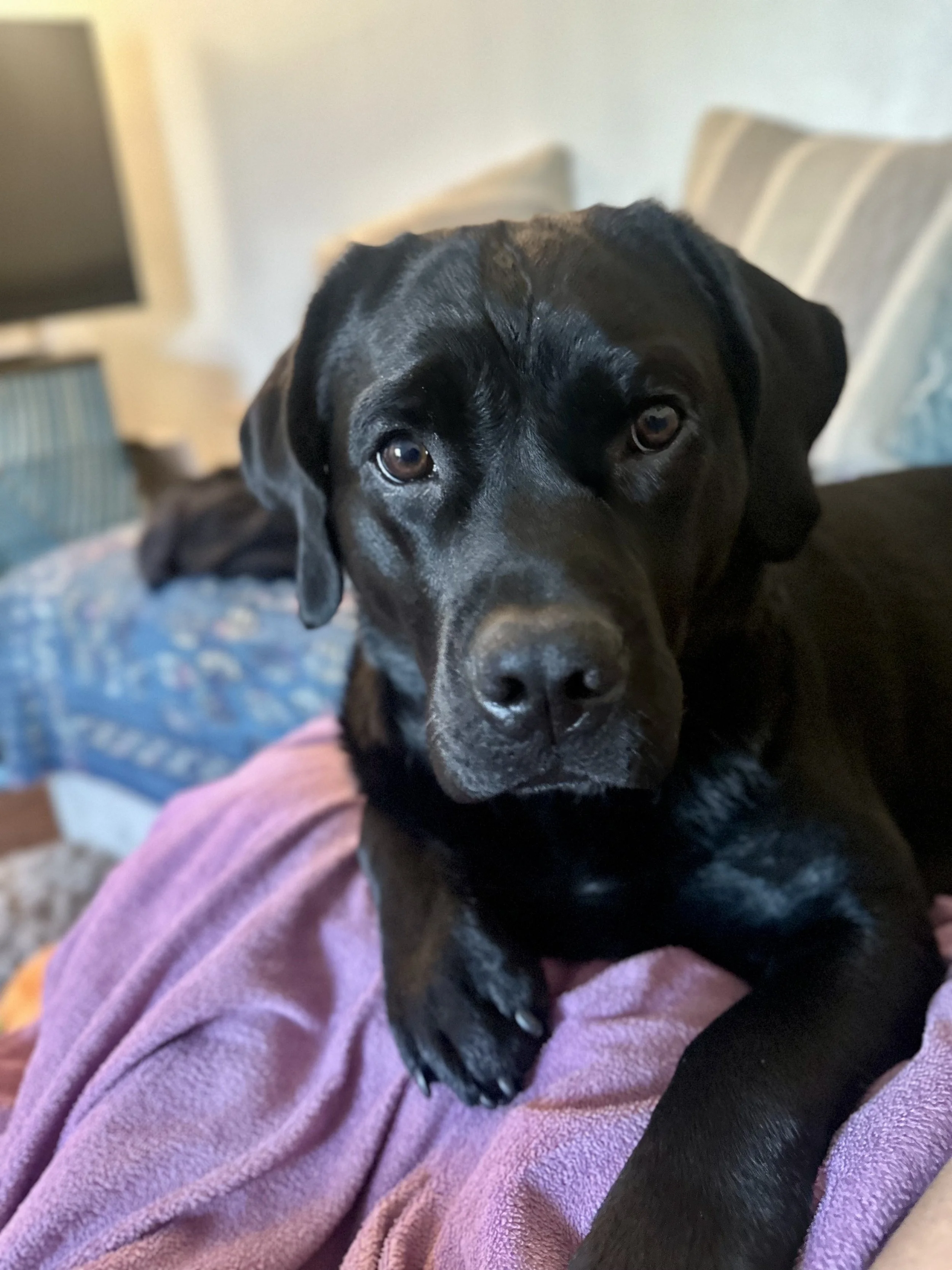 Ruby (6).jpeg
