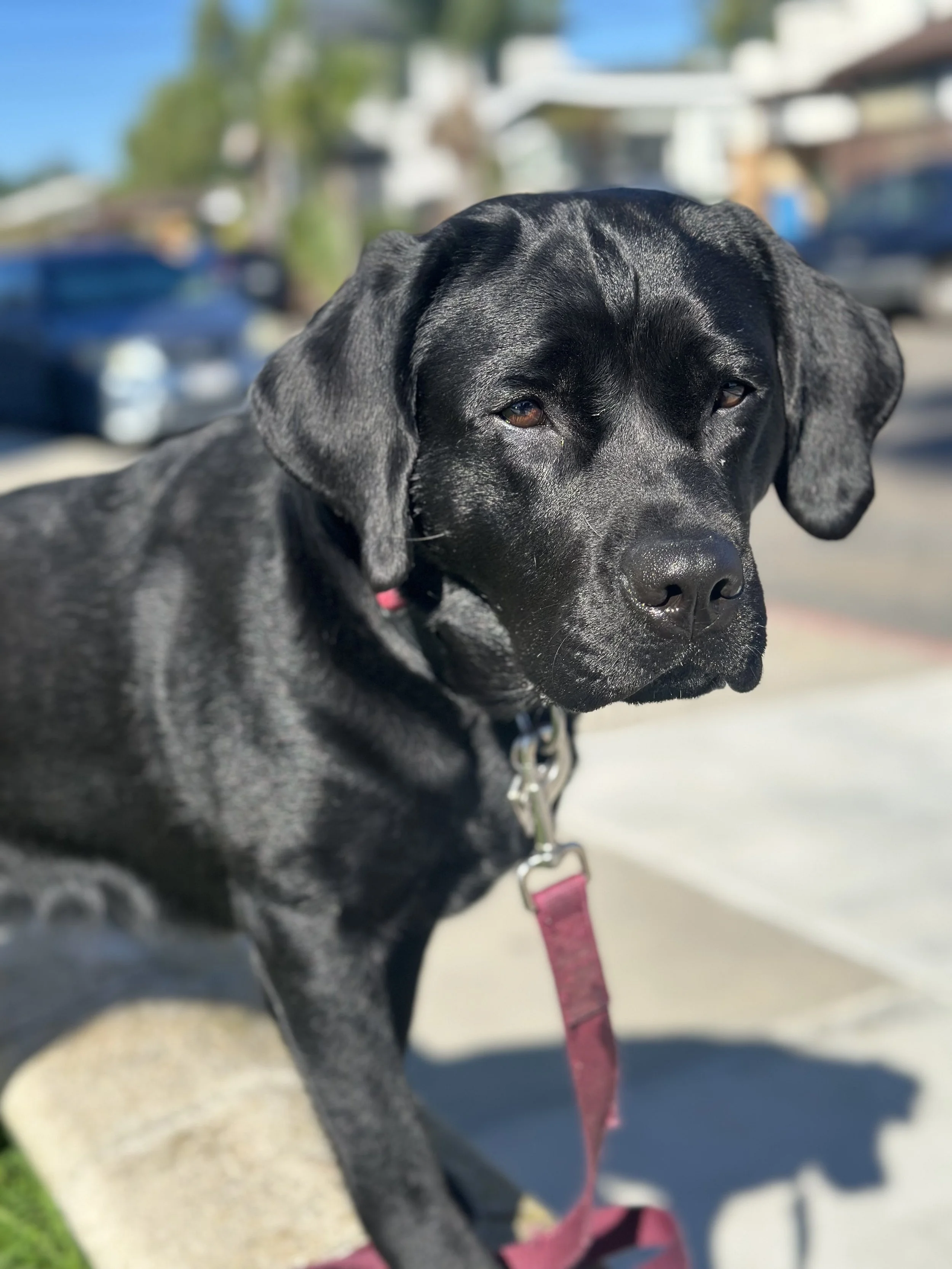 Ruby (17).jpeg