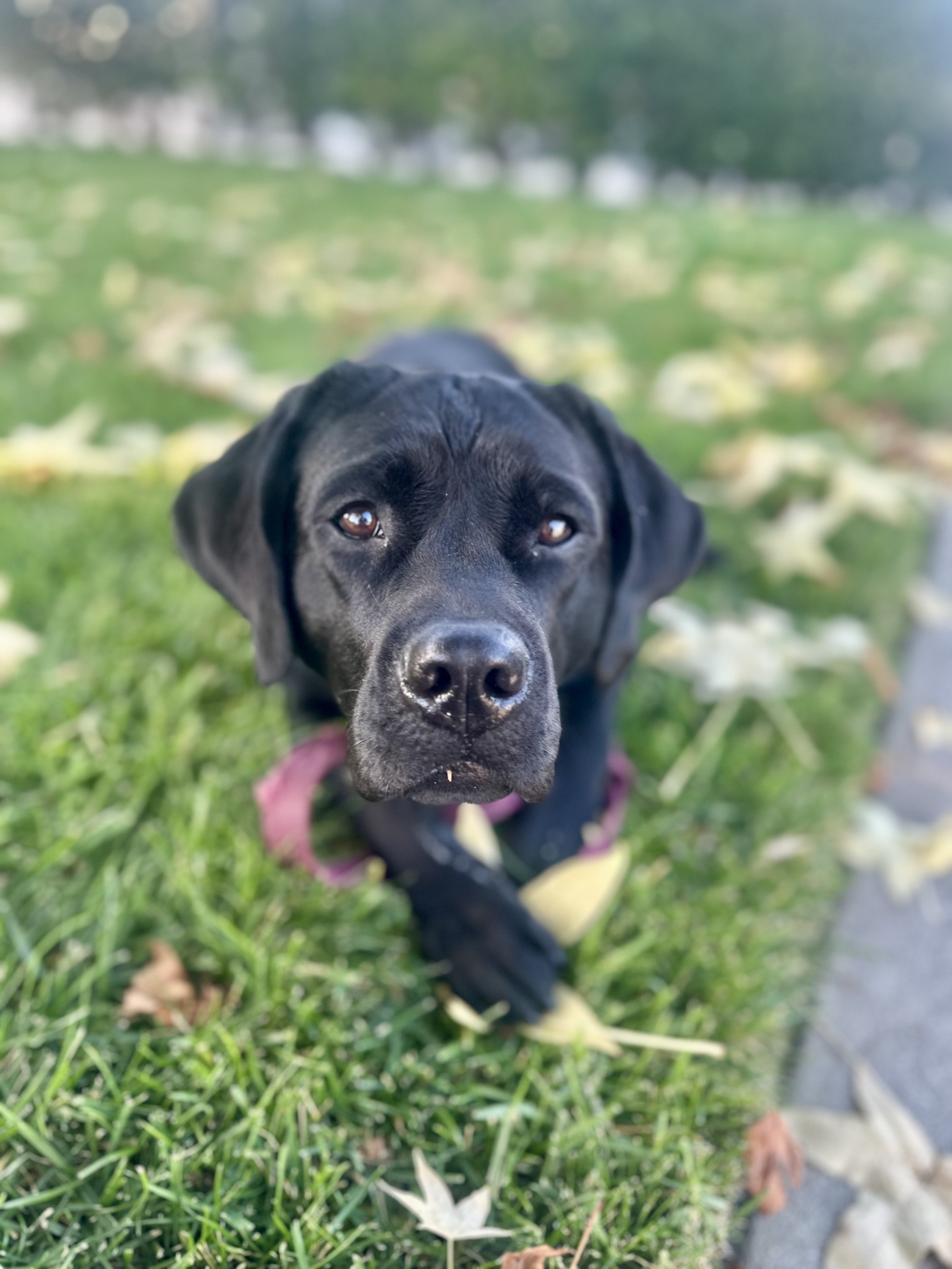 Ruby (8).jpeg