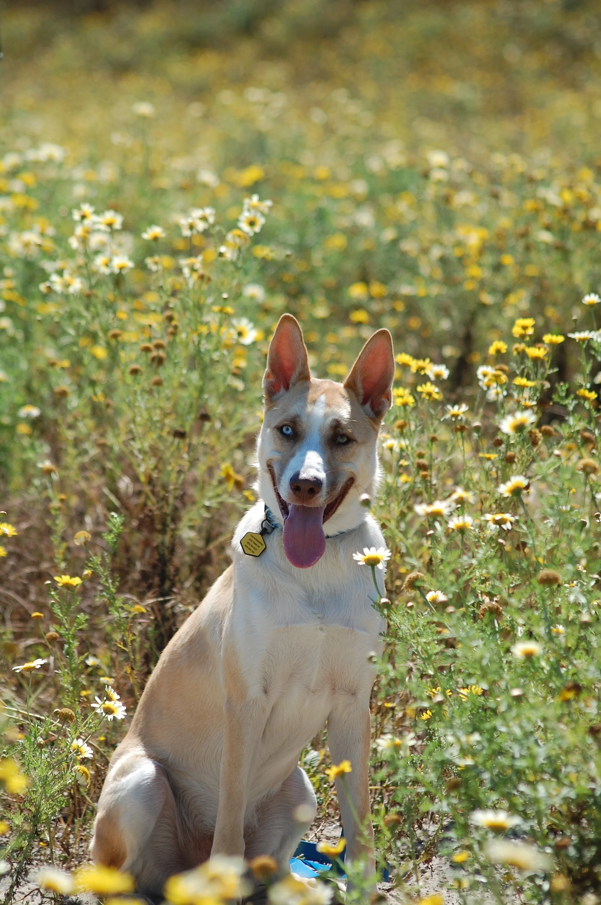Radley (1).JPG