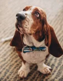 Boris (3).jpg