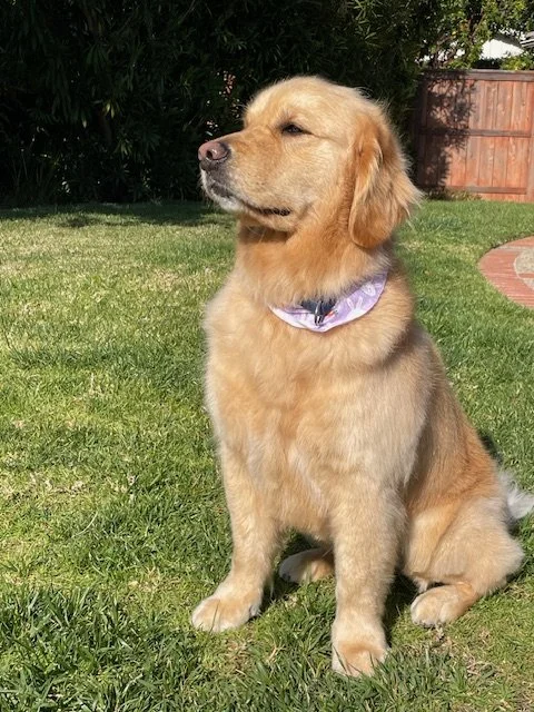Georgie (5).jpg