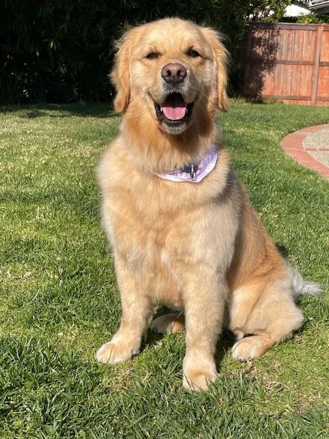 Georgie (6).jpg
