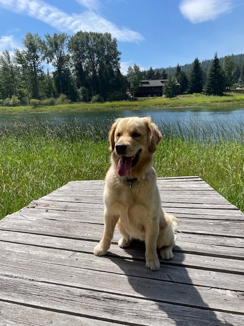 Georgie (1).jpg