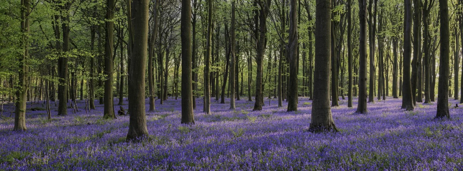 Bluebell Woods