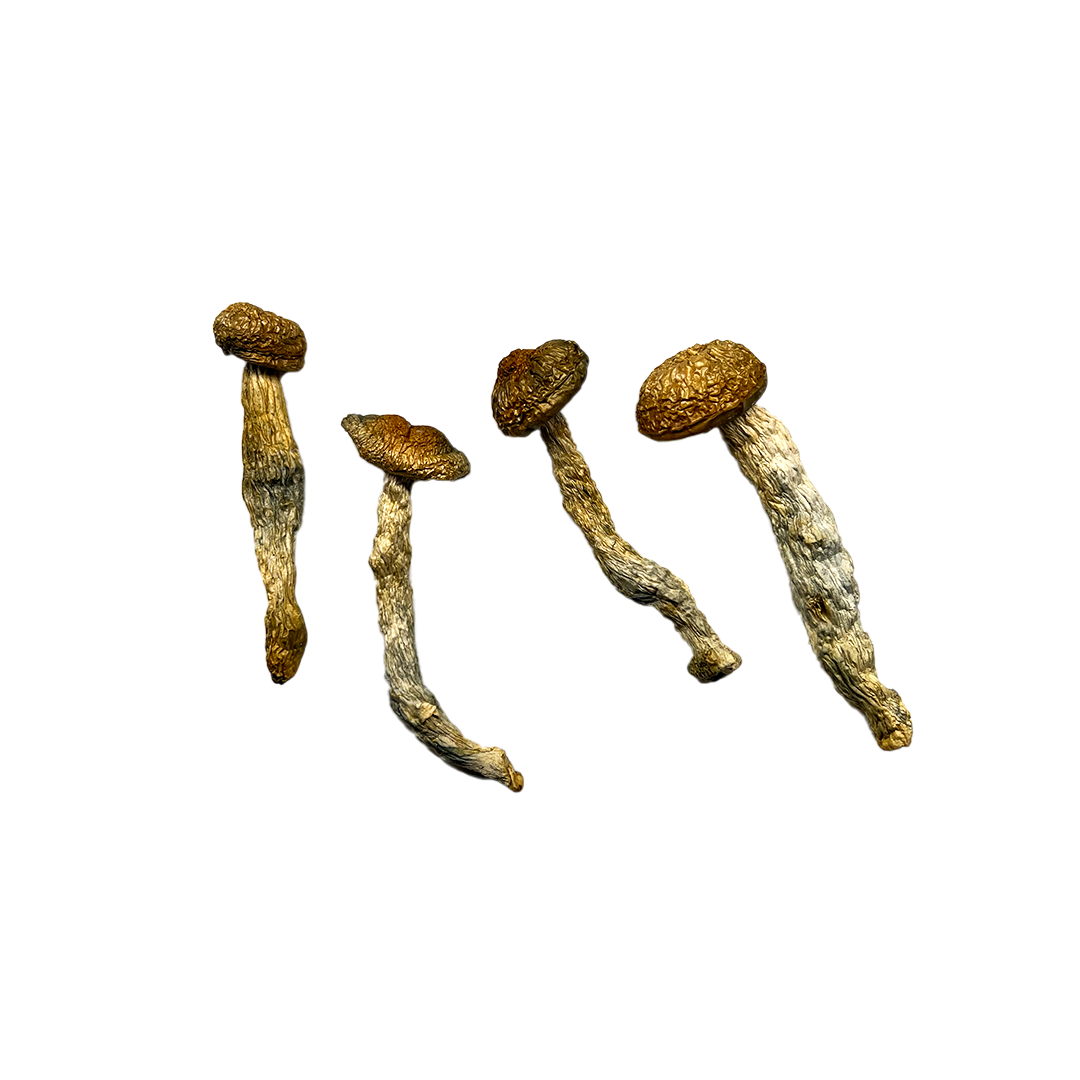 MvshLove_Shrooms_Melmac.png