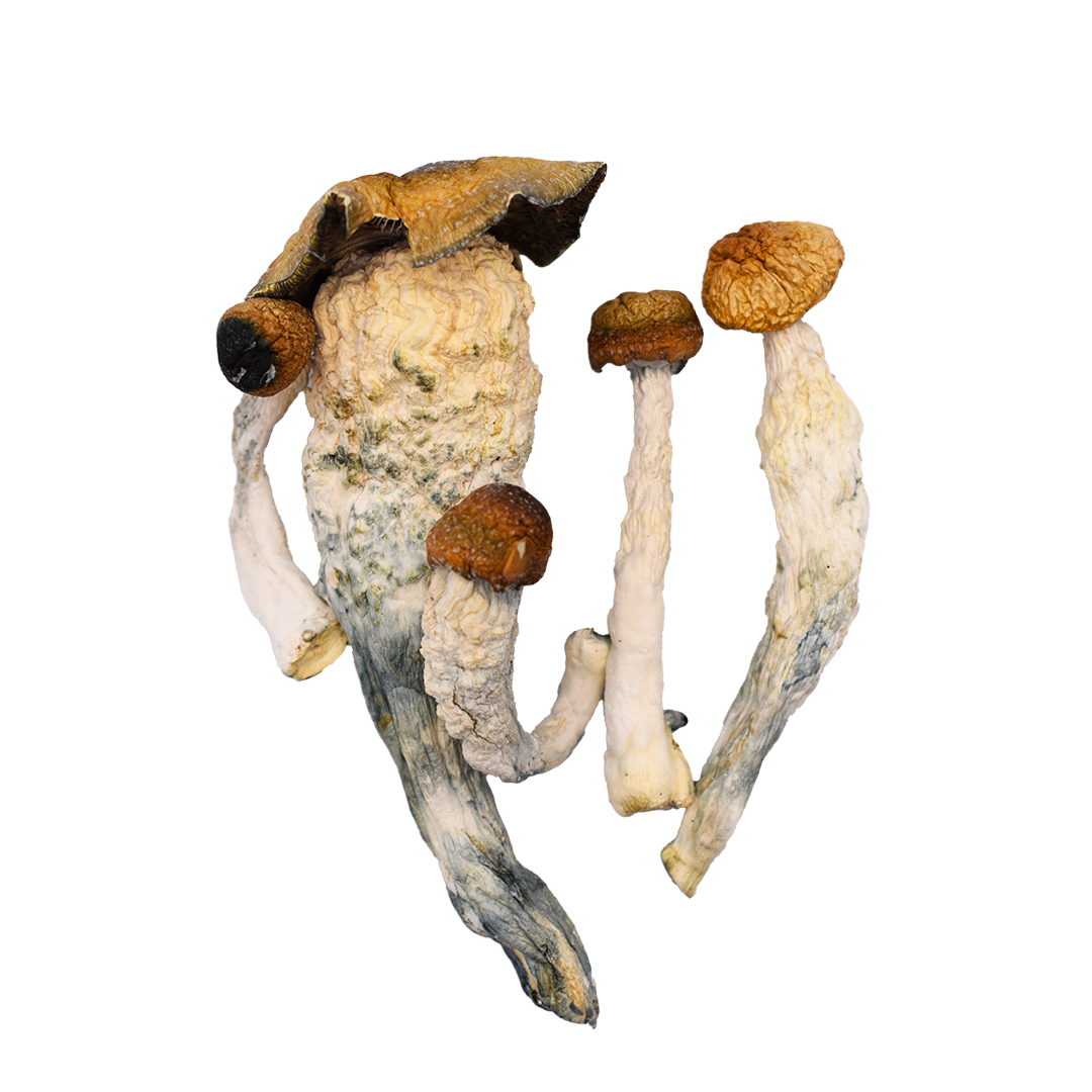 MvshLove_Shrooms_Hillbilly.png