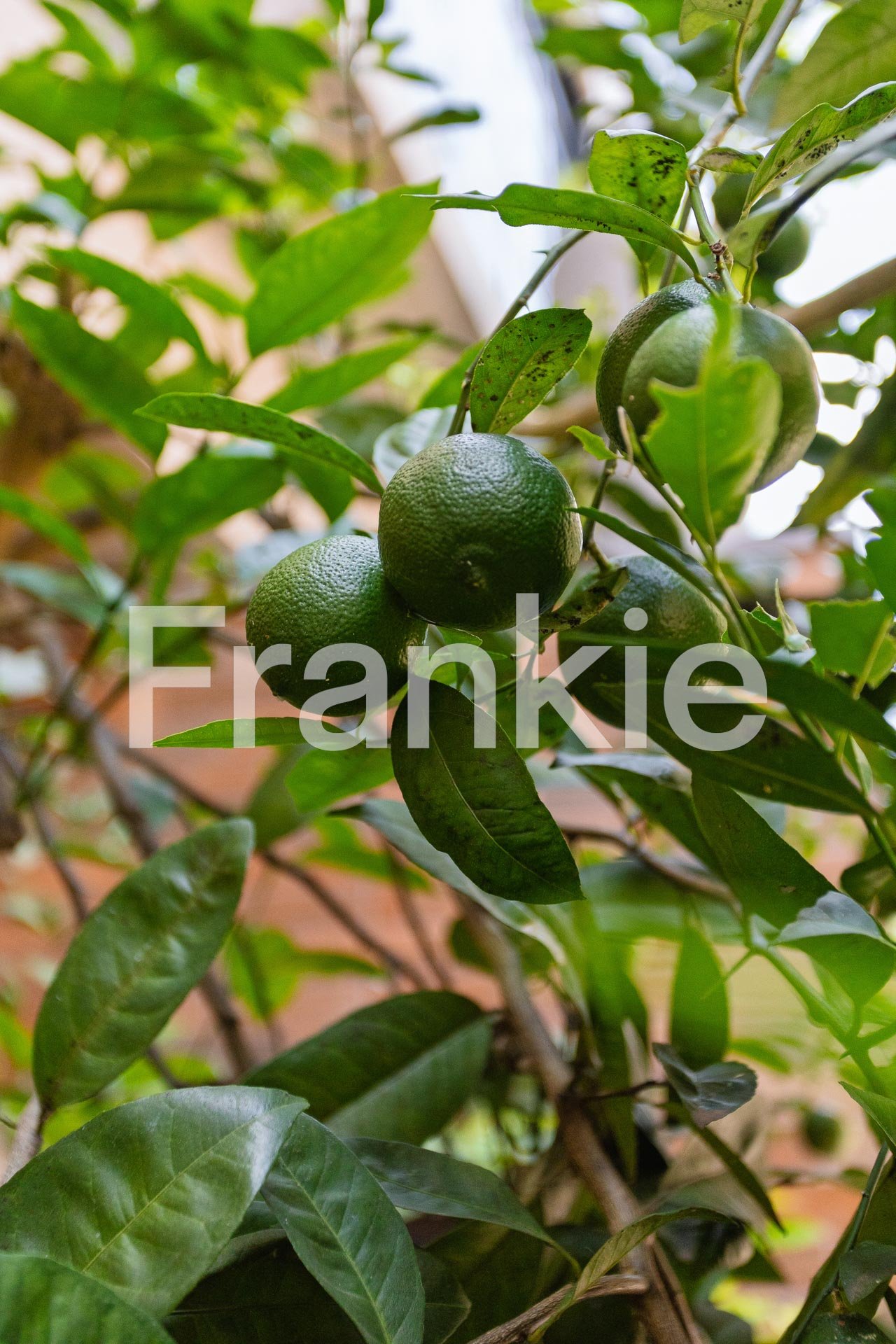 FRK144 - CASA A VENDA NO JARDIM DA GLORIA-267.jpg