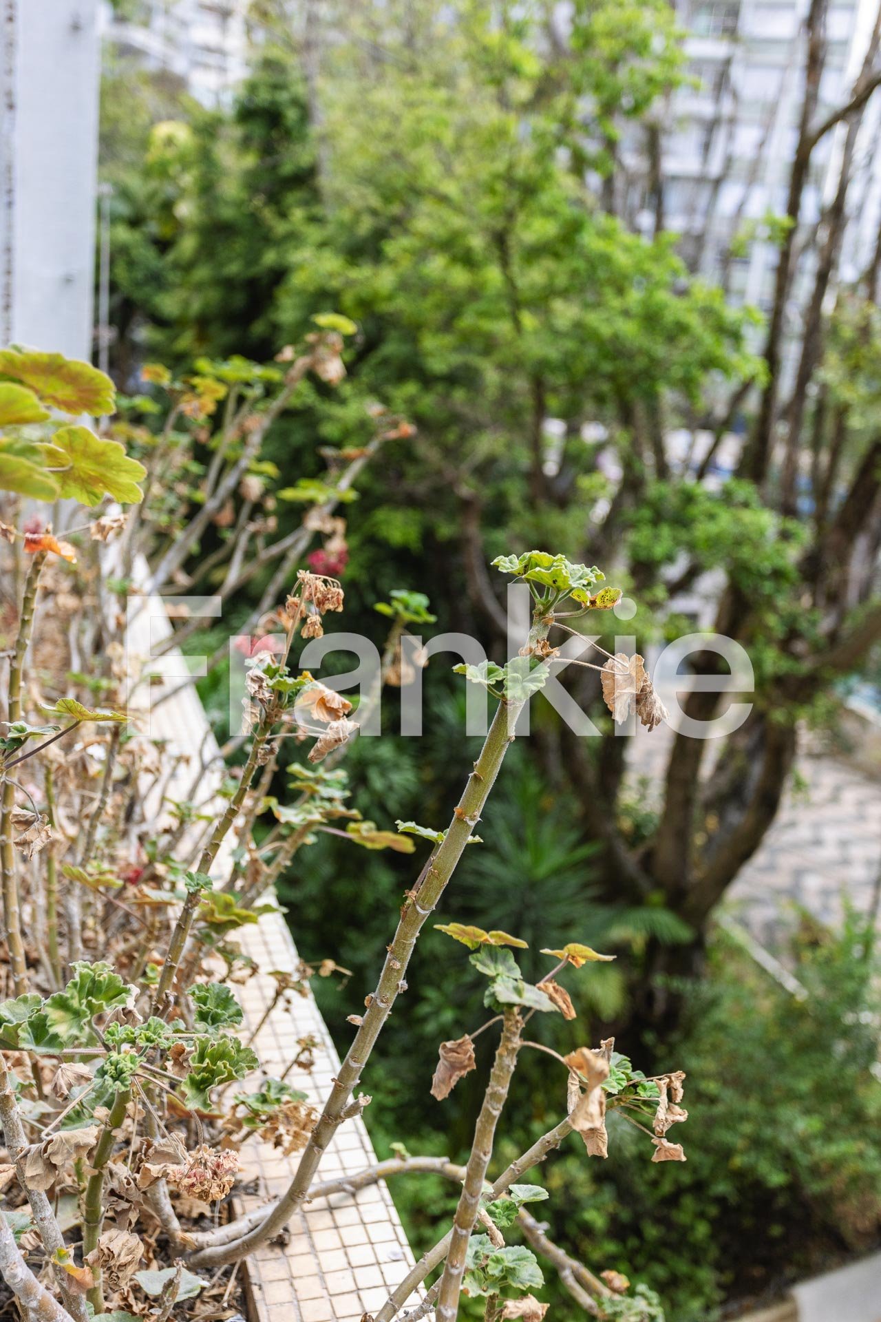 31021 - APARTAMENTO A VENDA NO CONDOMINIO PARQUE ACLIMACAO CONJUNTO KOWARICK-30.jpg