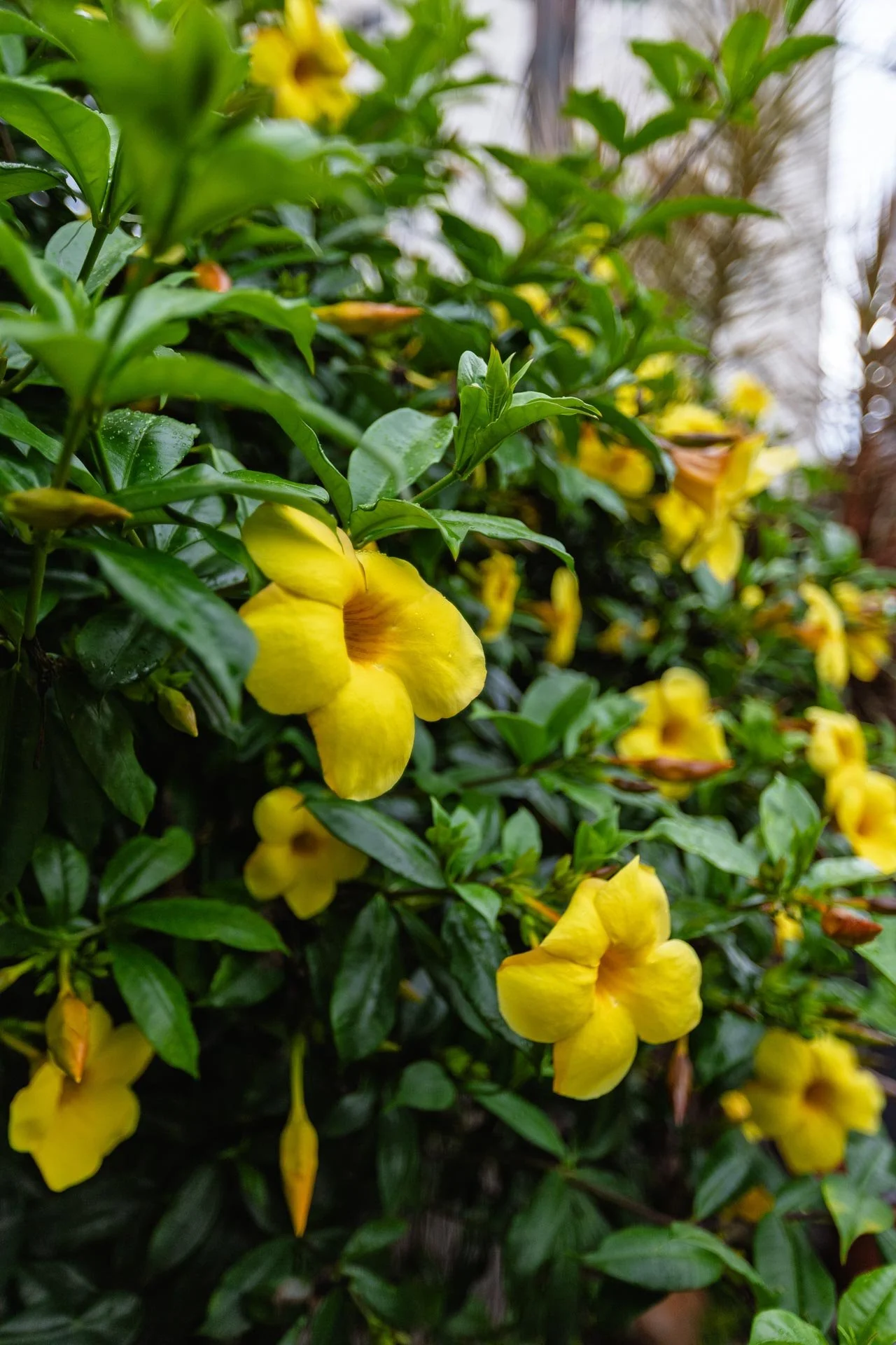 FRK144 - CASA A VENDA NO JARDIM DA GLORIA-72.jpg