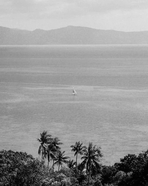 Black and white photo of a tropical scene with a cluster of palm trees in the foreground, a large body of water with a sailboat, and distant mountains in the background.