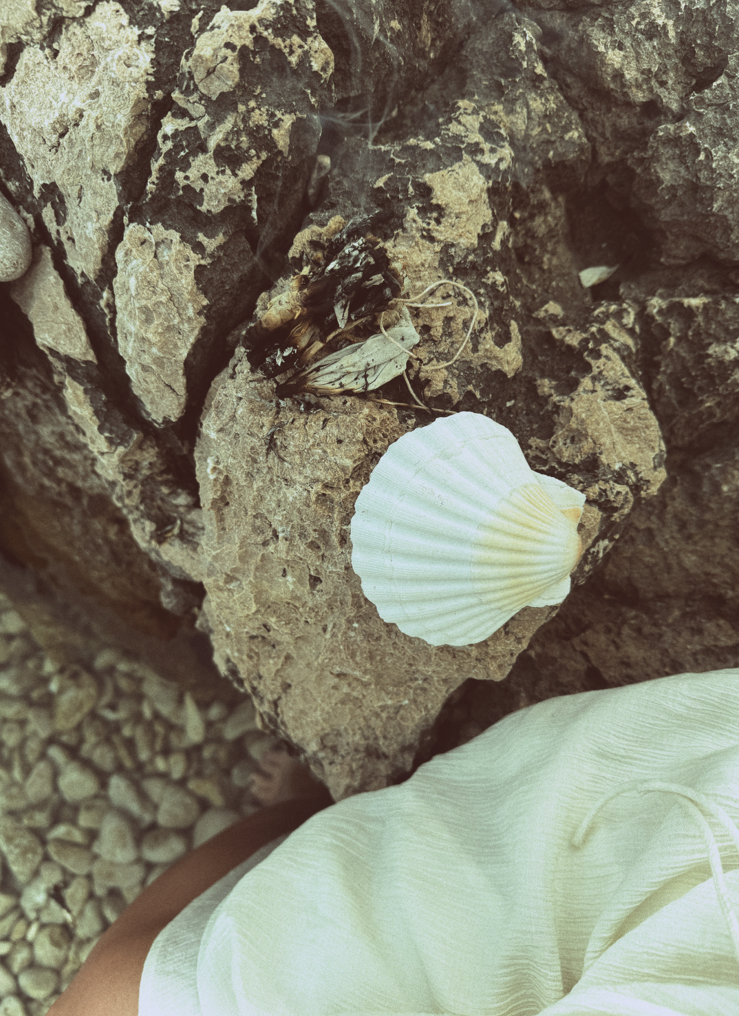 Close-up of a rocky surface with a white seashell and a dead insect or leaf on it, background shows pebbles and part of a person's arm and light-colored clothing.
