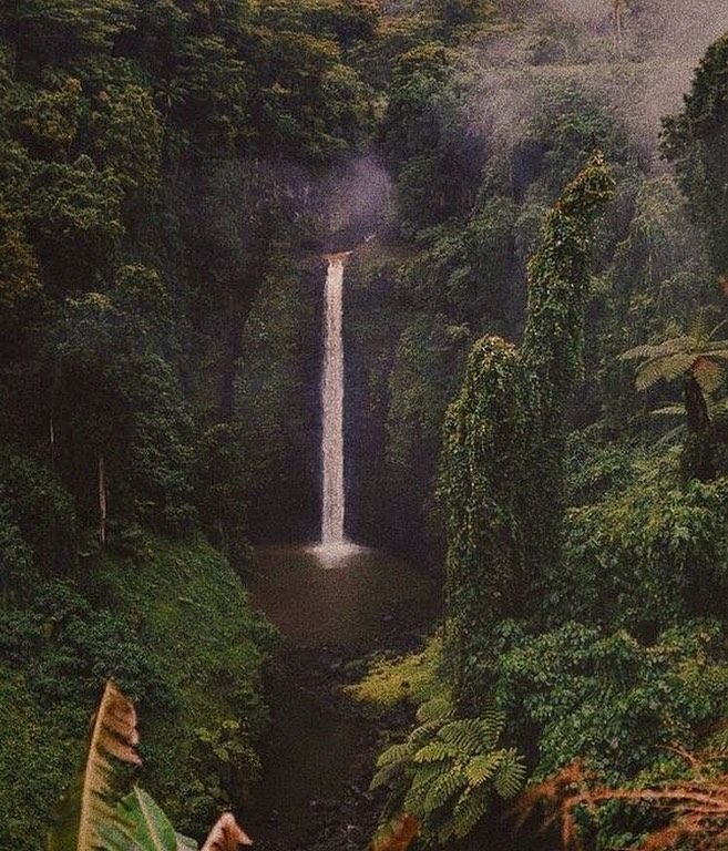 Tall waterfall flowing into a pool surrounded by lush green foliage in a dense forest.