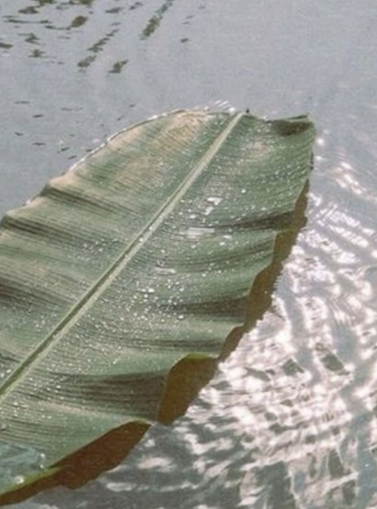 A green banana leaf floating on water with droplets on its surface.