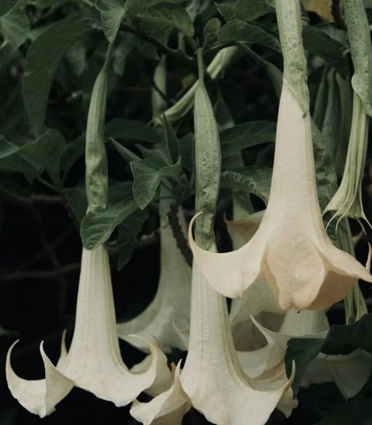 Close-up of hanging white flowers with trumpet-shaped blooms surrounded by green leaves.