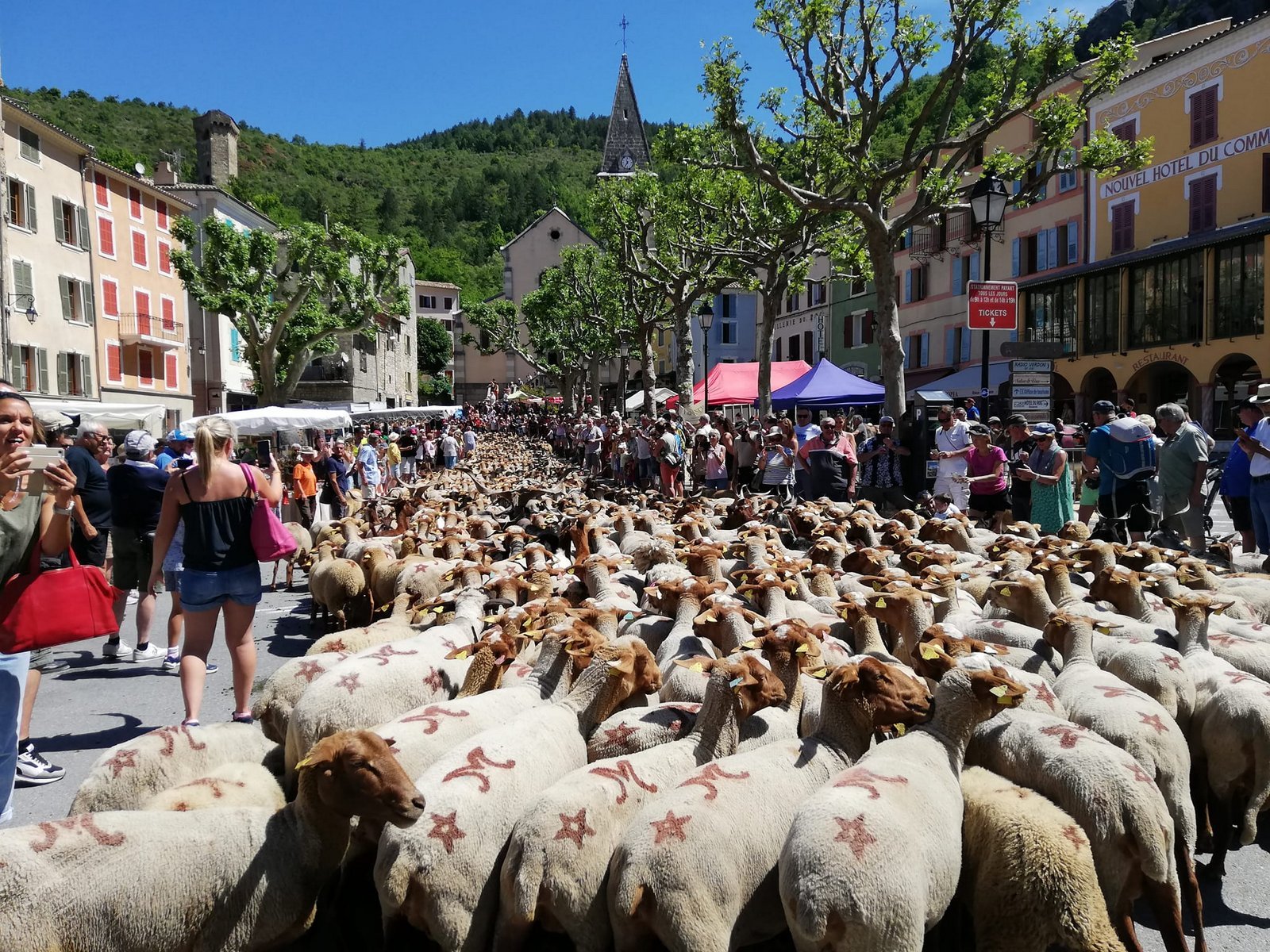 Castellane transhumance.jpg