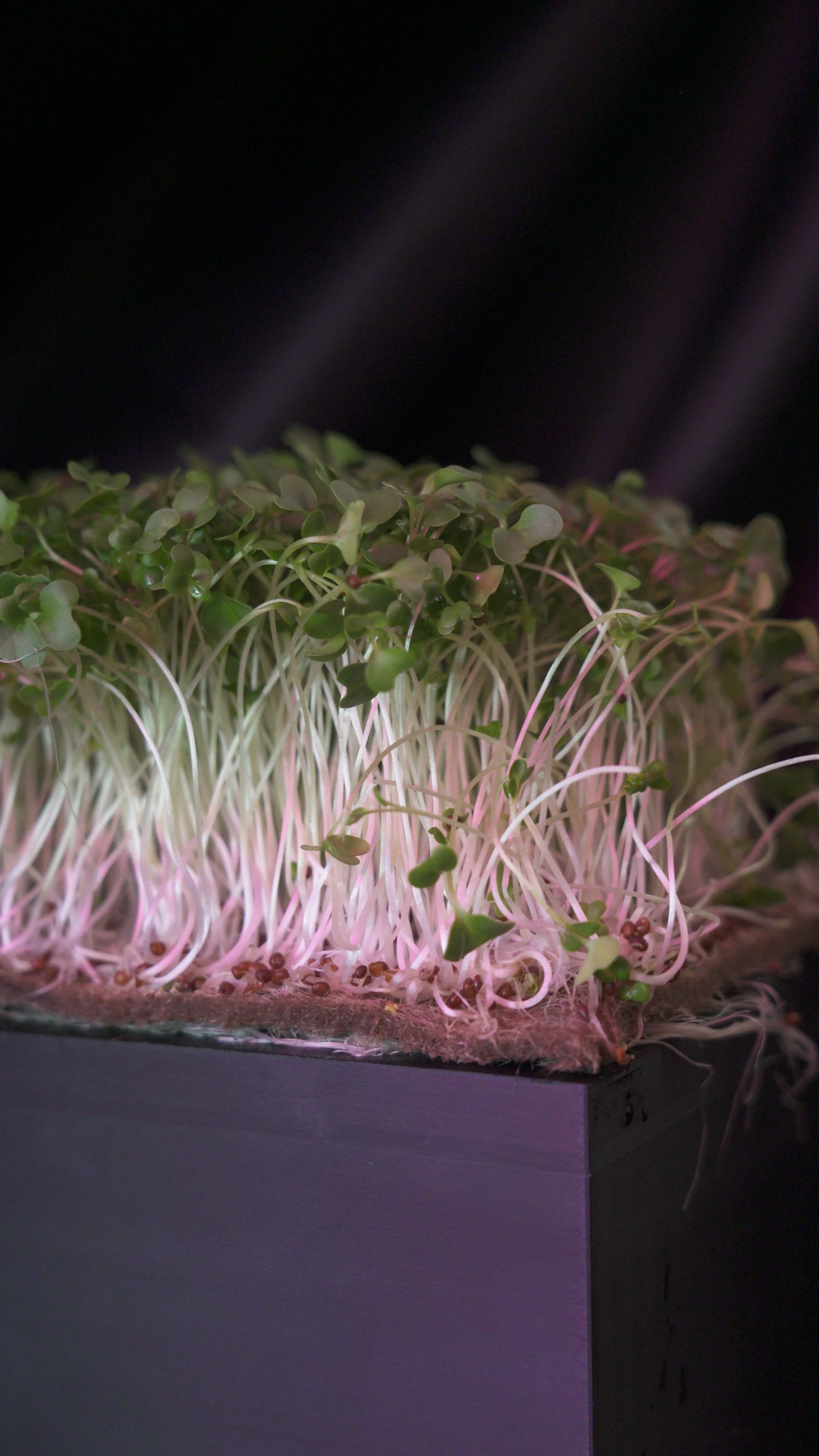 broccoli profile.JPG